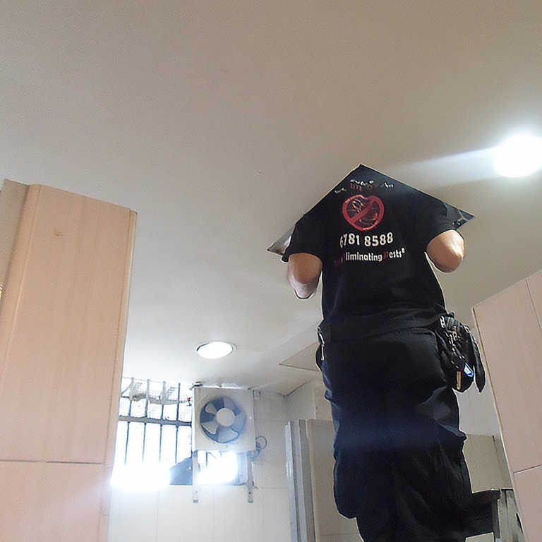 pest control ceiling inspection singapore