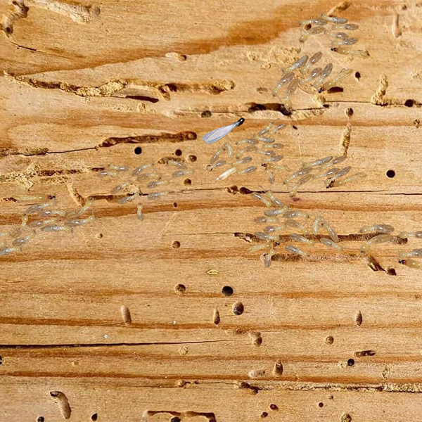 termite infestation