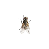 housefly pest